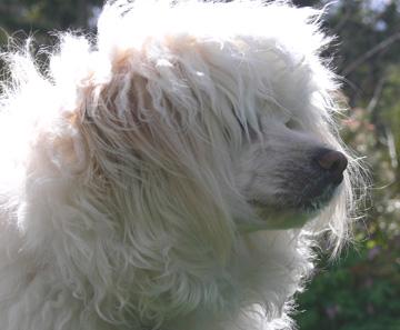 Pixie at 13 months of age